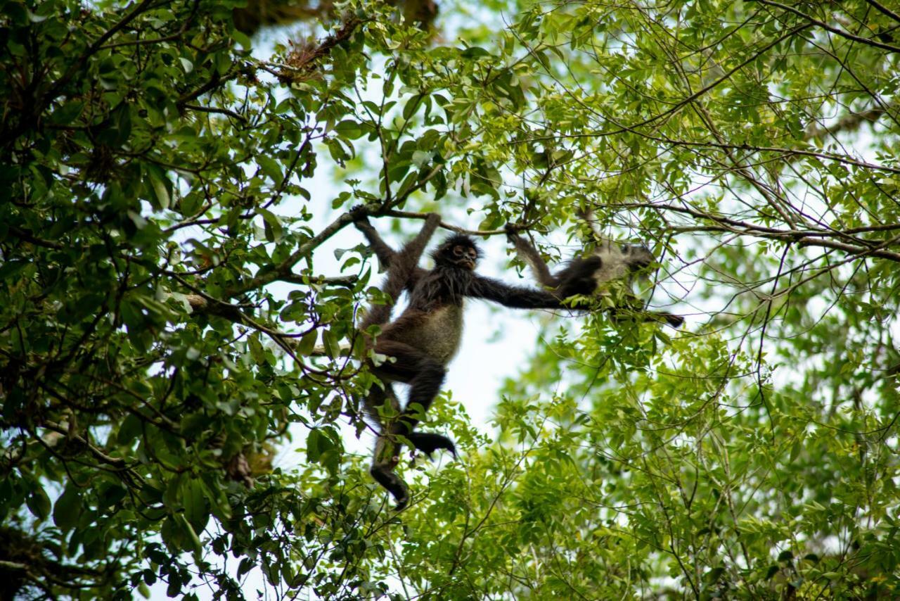Ecolodge El Sombrero Laguna Yaxha Ngoại thất bức ảnh